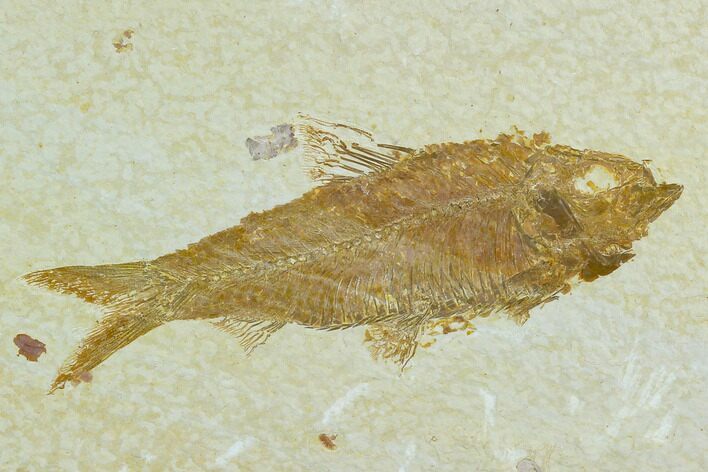 Fossil Fish (Knightia) - Green River Formation #122819